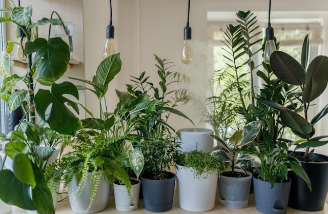 Discover Indoor Gardening at Arbors at Baltimore Crossroads